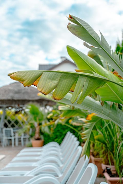 Garden, Swimming pool