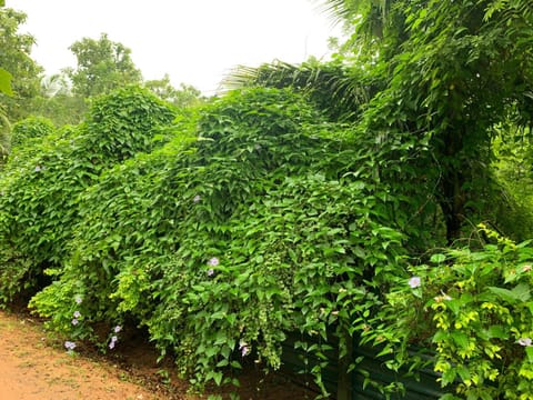 Garden, Garden view