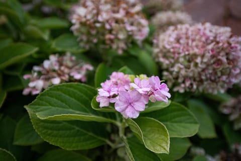 Appartamento Chia C House in Chia