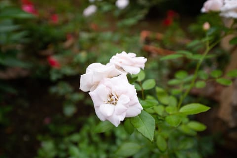 Appartamento Chia B House in Chia