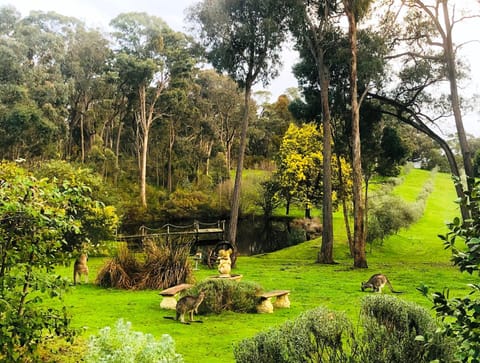 Garden, Animals, On site, Garden view, Lake view