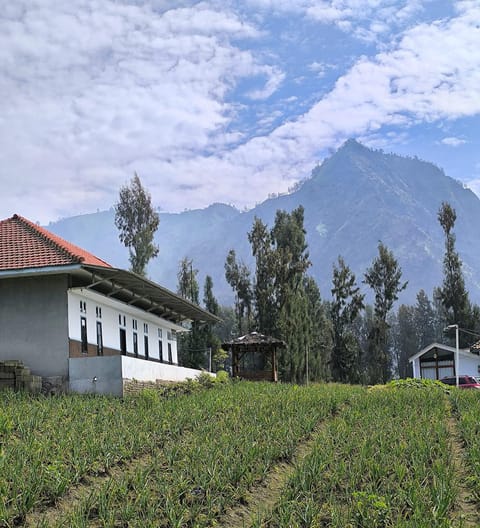 Property building, Spring, Day, Natural landscape, Garden, Garden view, Mountain view