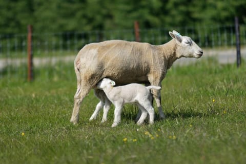 Hof Welzinge House in Zeeland, Netherlands