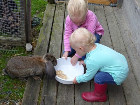 Spring, Day, Summer, On site, Pets