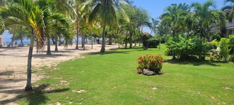 Natural landscape, Garden, Beach