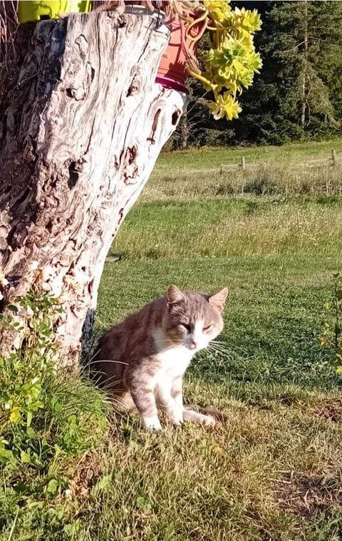 Rooms Danica Bed and Breakfast in Plitvice Lakes Park