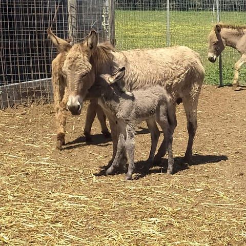 Rioxoris Farm Stay in Sardinia