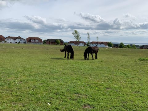 Garden, Animals