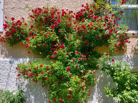 Villa Rosen - Ferienwohnungen Apartment in Bad Reichenhall