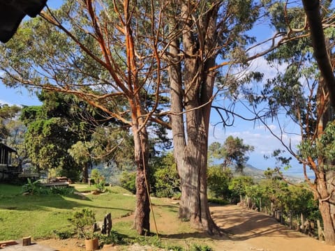 Day, Natural landscape, Garden, Garden view