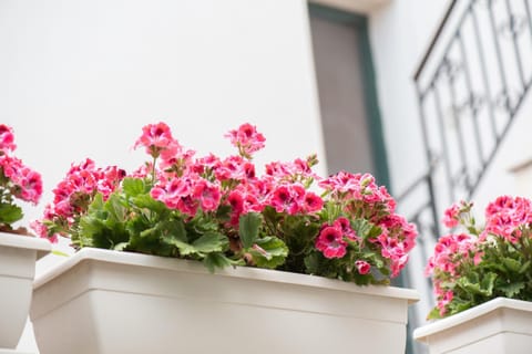 B&B Il Cortiletto Bed and Breakfast in Porto Cesareo