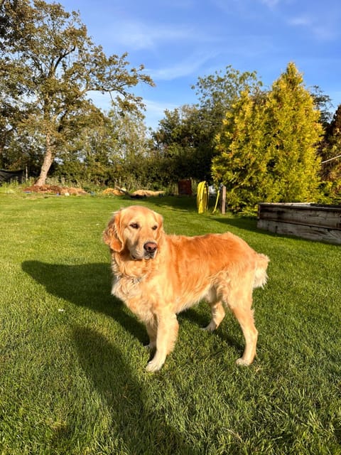 The Cottage get away Apartment in Uttlesford