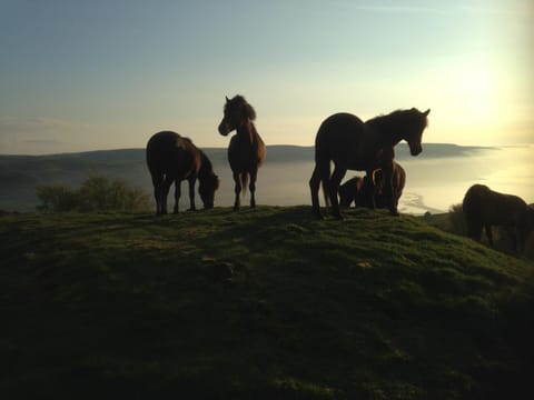 Stones Hotel and Bar Hotel in Minehead