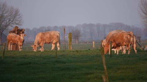 Animals