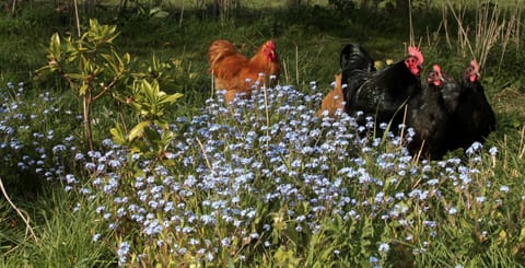 The Oaks Glamping - Magpie Half Shepherds Hut Campground/
RV Resort in Breckland District