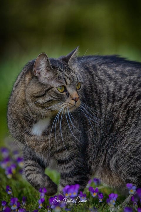 Eklanda Bed & Breakfast Vacation rental in Gothenburg