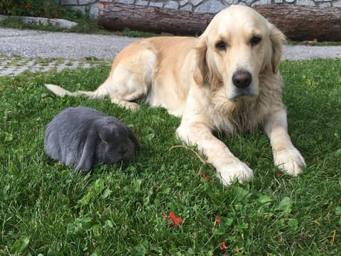 Felderhof Apartment in Trentino-South Tyrol