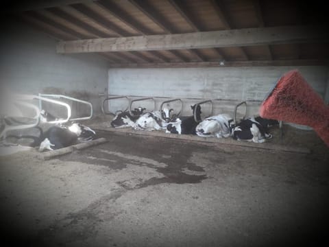 Felderhof Apartment in Trentino-South Tyrol