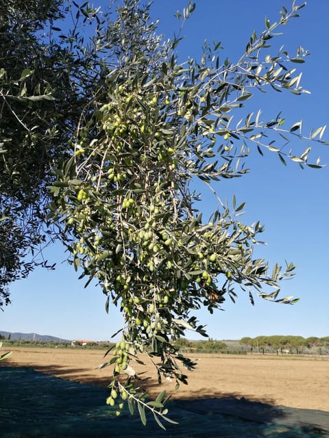 Il Podere di Sole Farm Stay in Tuscany
