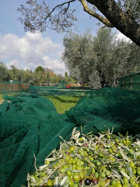 Il Podere di Sole Farm Stay in Tuscany