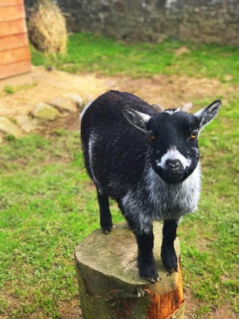 Self Catering - The Garden House House in Ireland