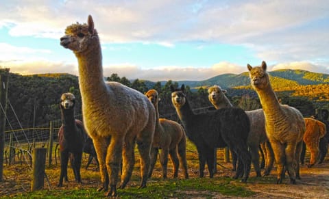 View (from property/room), Animals