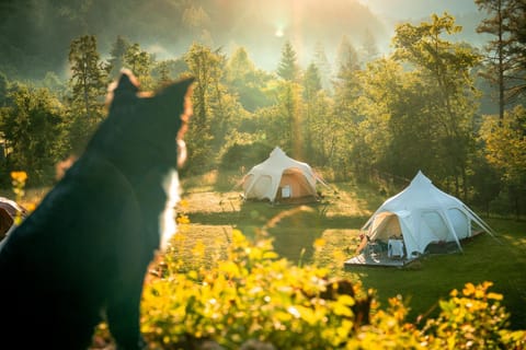 Natural landscape, Pets