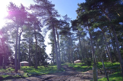 Penbedw Uchaf Estate - Rural retreats, tennis Luxury tent in Wales