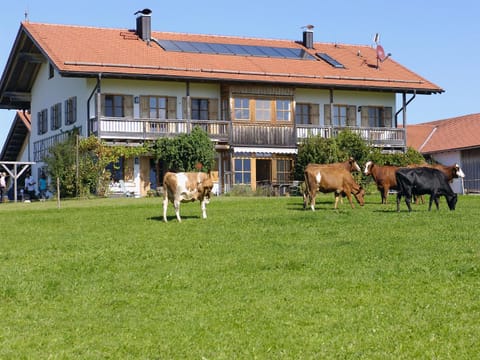 Property building, Garden, Animals