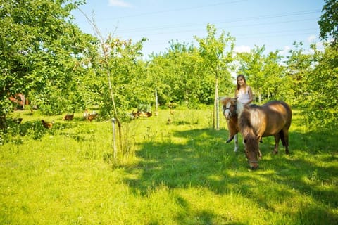 Garden, Animals, Pets