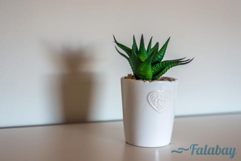 Domki Falabay House in Pomeranian Voivodeship