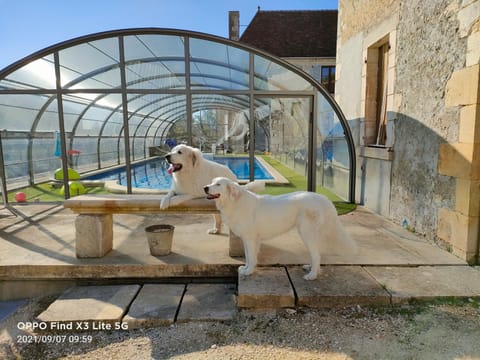 Pets, Swimming pool