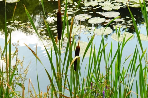cicha przystan Apartment in West Pomeranian Voivodeship, Poland
