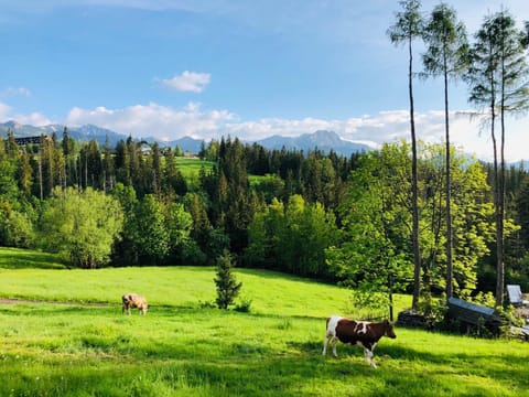 Property building, Nearby landmark, Natural landscape, Animals, Mountain view