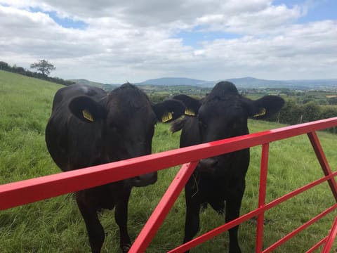 Mc Courts Cottage & Barn House in Northern Ireland