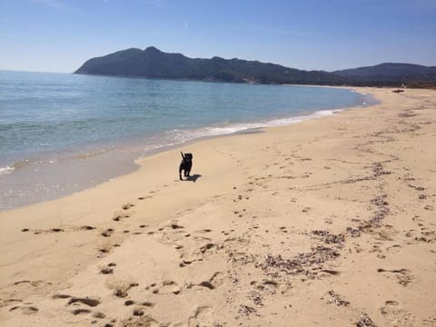 Villa Palmizi mt300 from beach Calasinzias House in Sardinia