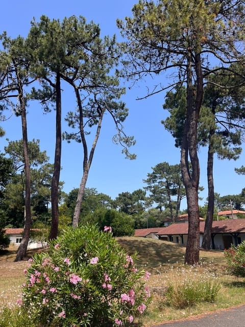 Day, Natural landscape, Garden