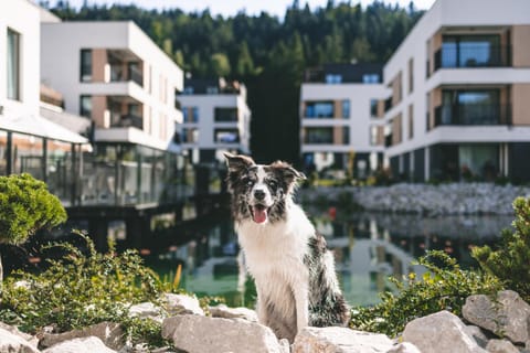 Natural landscape, Pets, Family, pet friendly