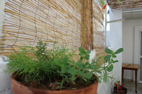 Inner courtyard view