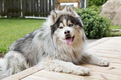 Garden, Garden, Pets