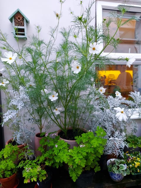 Inner courtyard view