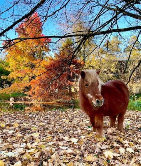 Domaine de Faye Chalet in Bourgogne-Franche-Comté
