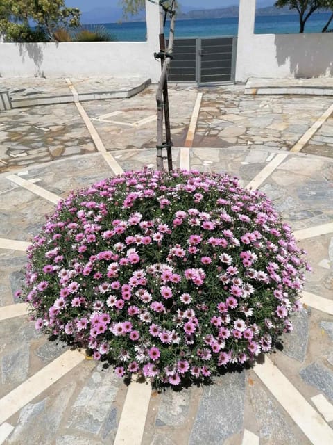 Family Apartments 3 Apartment in Euboea