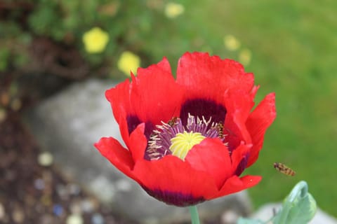 Riversdale House room only accommodation, A98KD85 Bed and Breakfast in Wicklow, Co. Wicklow, Ireland