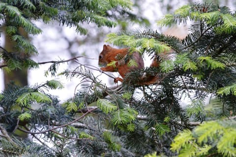 Natural landscape, Garden, Animals