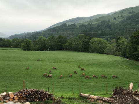 Natural landscape, View (from property/room)