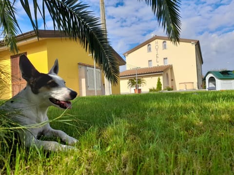 Property building, Pets