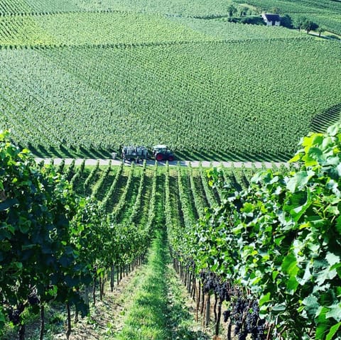 Rüdlins-Winzerhof Apartment in Baden-Württemberg