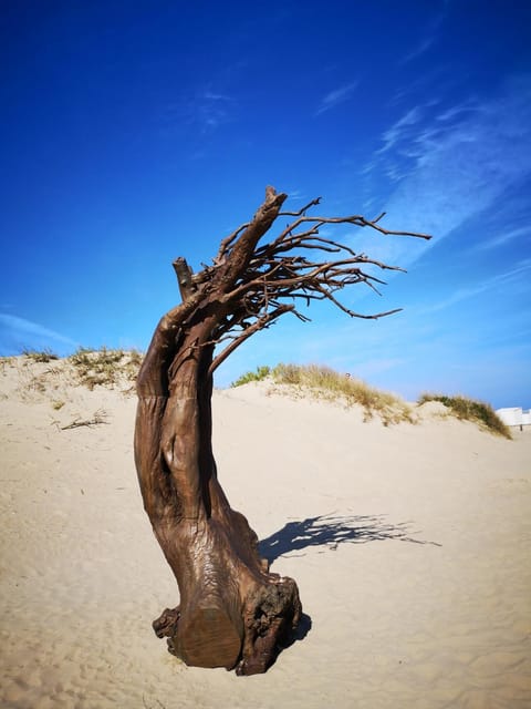 Zeester en koffie. Apartment in Koksijde