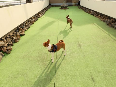 Animals